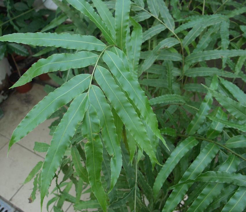Stenochlaena tenuifolia (лист)